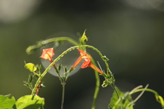 おしゃべりの花