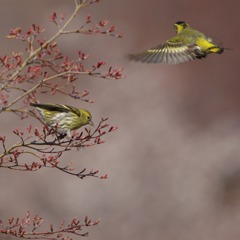 鳥遊庭園