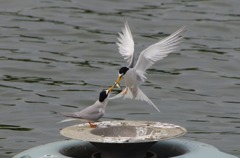 お魚好きの天使