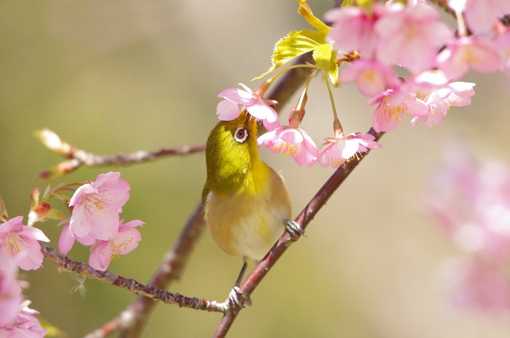 春にくちづけ