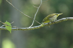 カマ付きおやつ