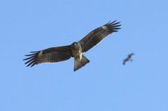 飛び交う鳶