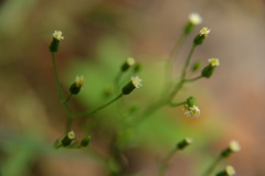 小さき花