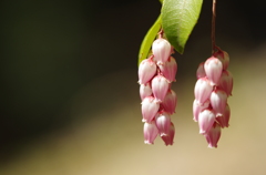 Pinky Bells