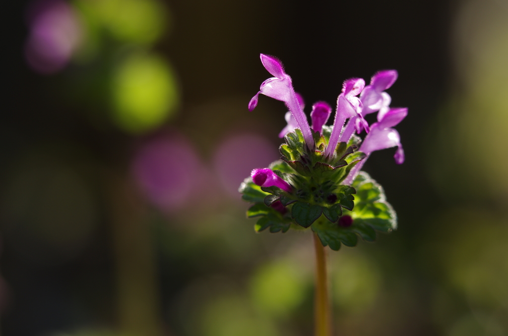 里の草花