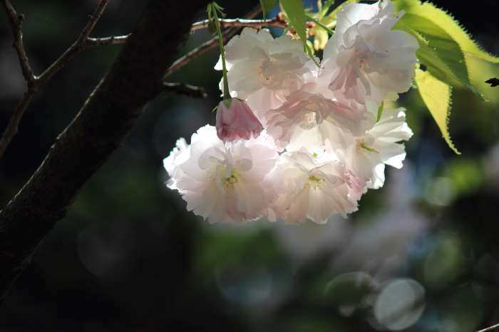 桜
