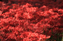 曼珠沙華
