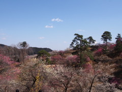 吉野梅郷