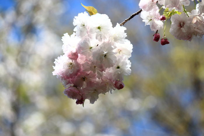 桜