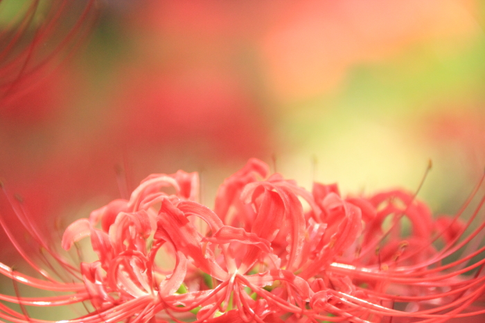 彼岸花