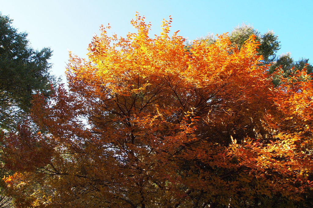 国営昭和記念公園