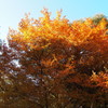 国営昭和記念公園