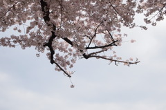 天空の桜