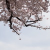 天空の桜