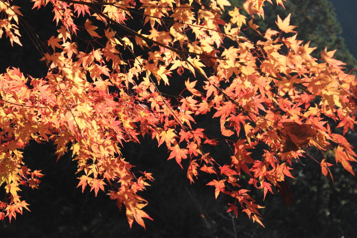 紅葉