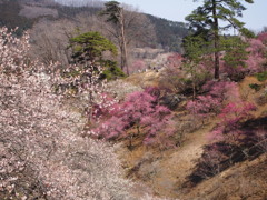 吉野梅郷