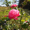 国営昭和記念公園