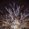 国営昭和記念公園 イルミネーション 2010