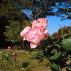 国営昭和記念公園