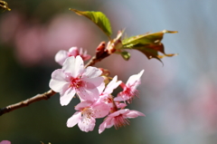 河津桜