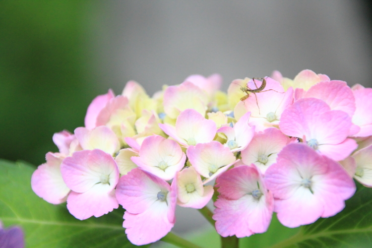紫陽花と