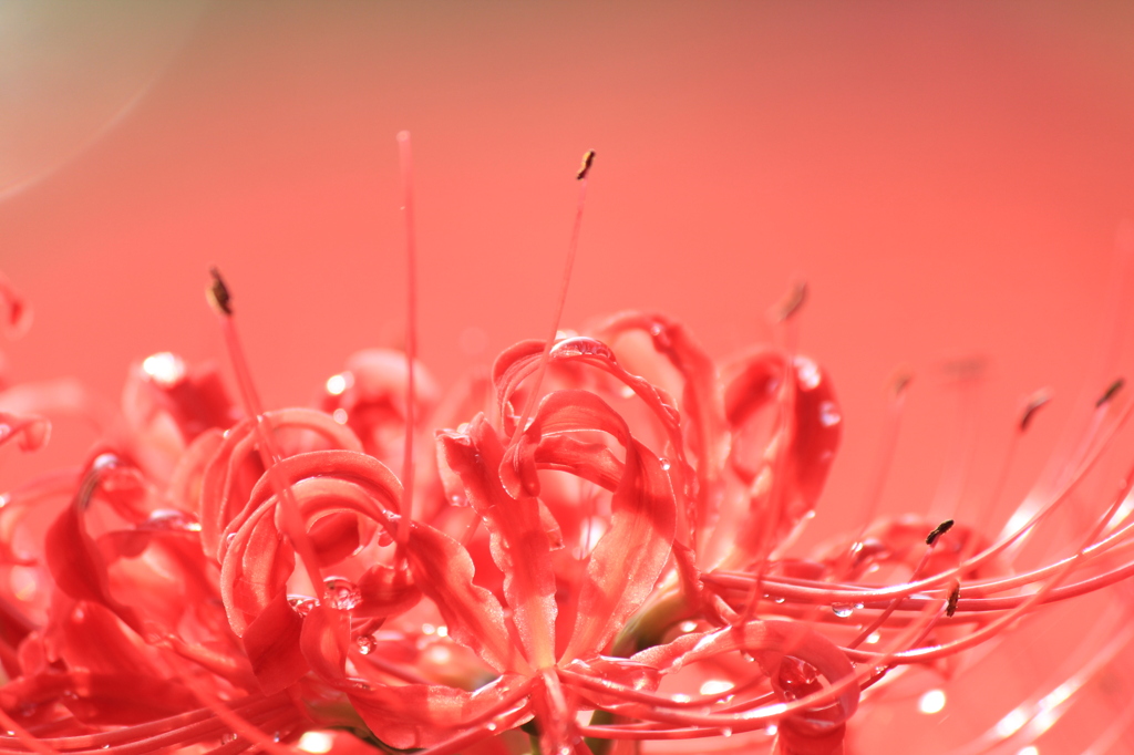 曼珠沙華