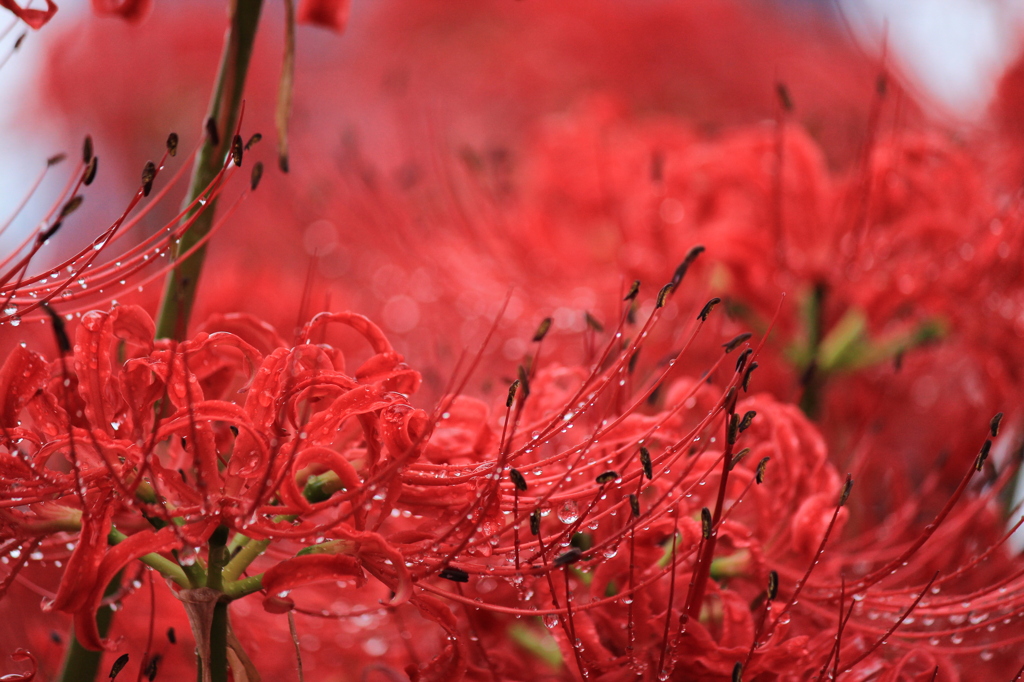 曼珠沙華