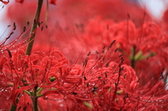 曼珠沙華