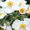 秋明菊