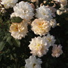 神代植物公園