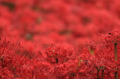 曼珠沙華