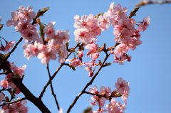 河津桜