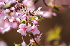 河津桜