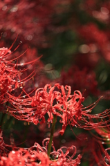 曼珠沙華