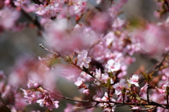 河津桜