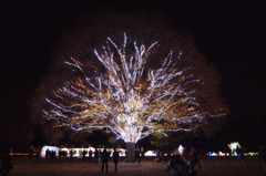 国営昭和記念公園 イルミネーション 2010