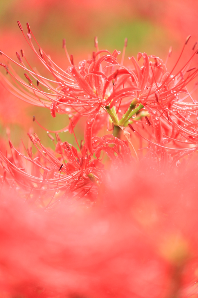 曼珠沙華