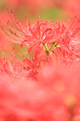 曼珠沙華