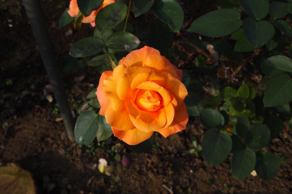 神代植物公園
