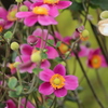 秋明菊