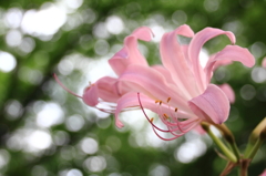 夏水仙