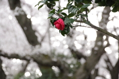 紅一点