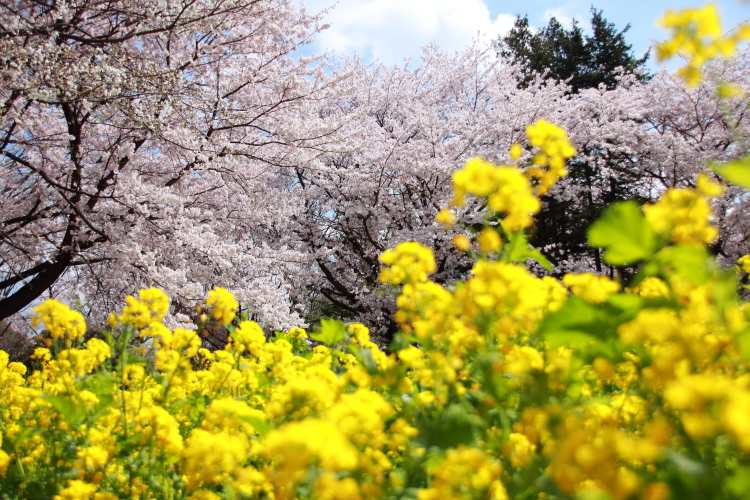 菜の花と