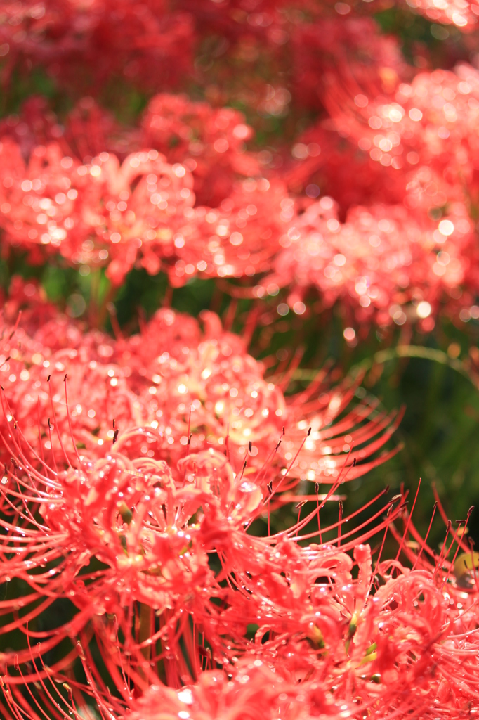 曼珠沙華