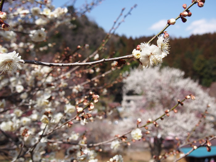 吉野梅郷