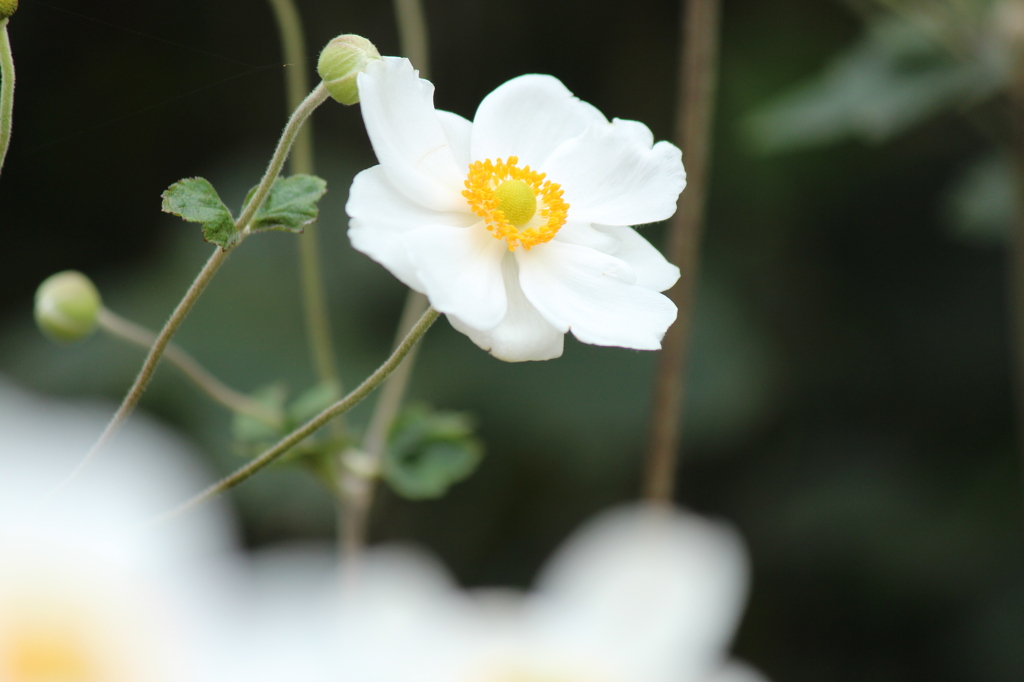 秋明菊