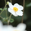 秋明菊