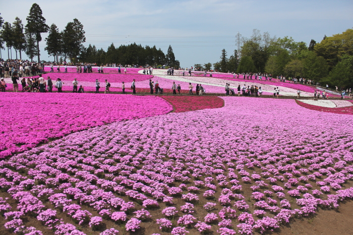 羊丘公園