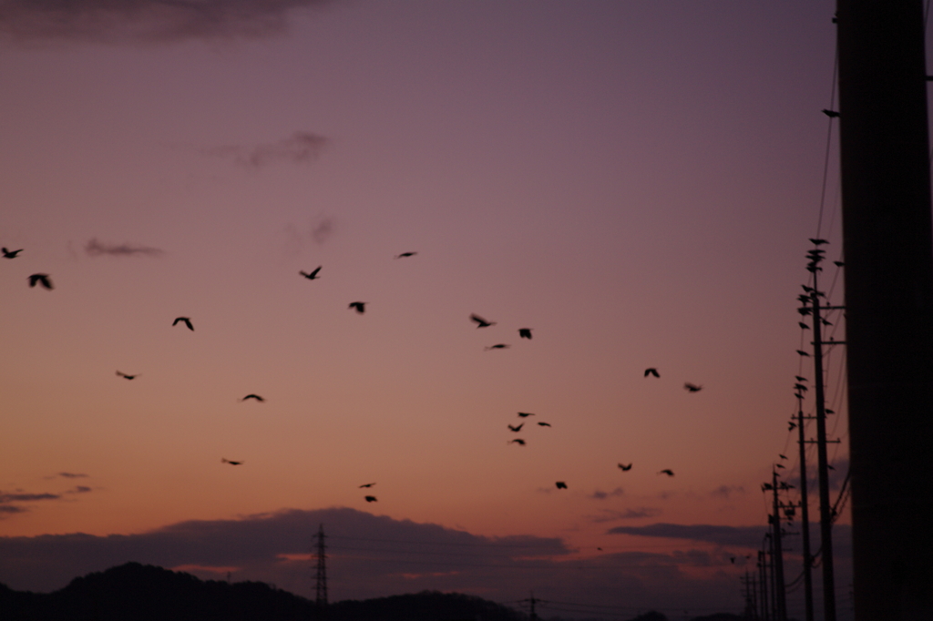 夕暮れ時のカラスたち