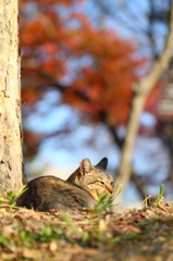 青空・紅葉・猫